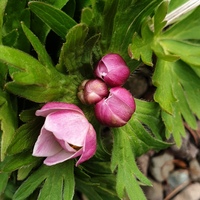 Anemonastrum narcissiflorum